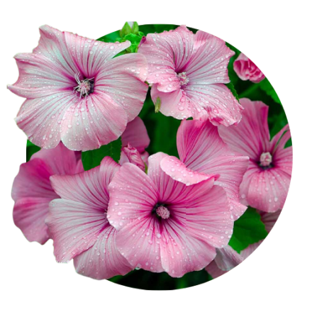 Lavatera