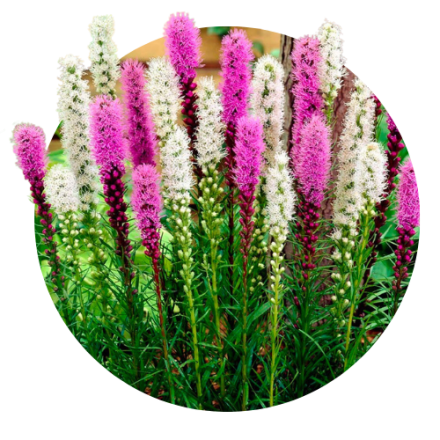 Liatris