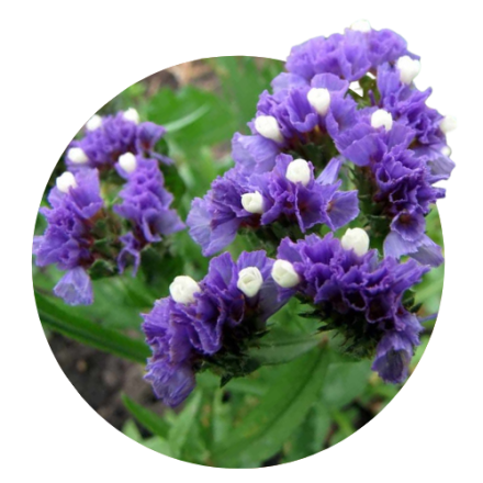 Statita (Limonium / Chermec)