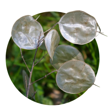 Lunaria