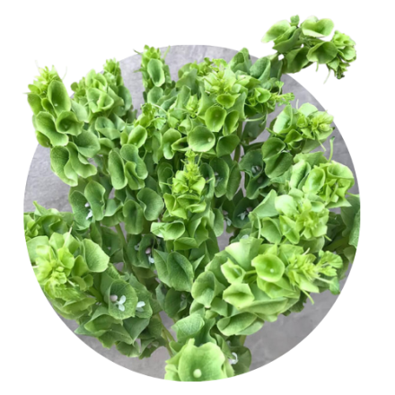 Maliutela