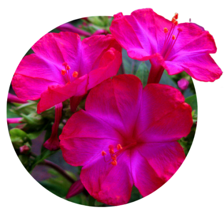 Mirabilis