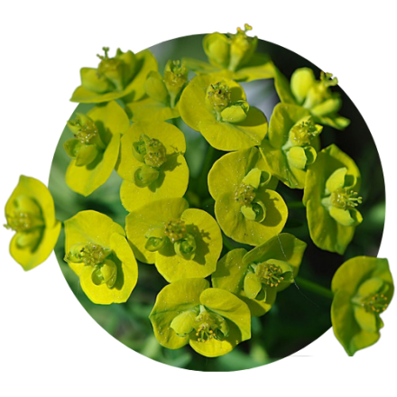 Moloceai