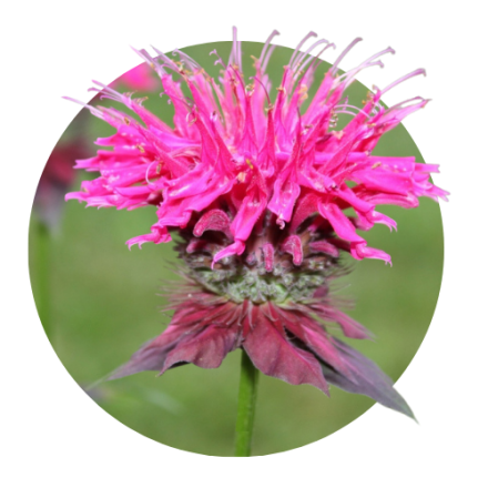 Monarda