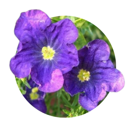 Nirembergia