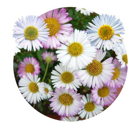 Erigeron