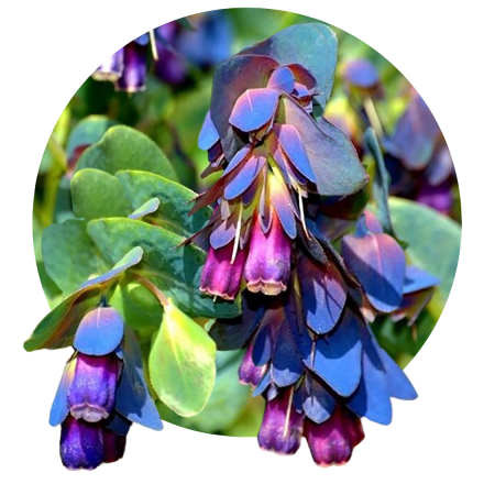 Cerinthe