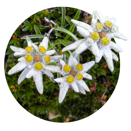 Floare de colț 