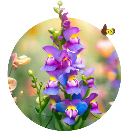 Toadflax