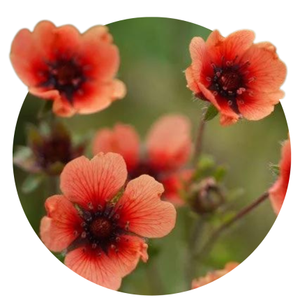 Potentilla