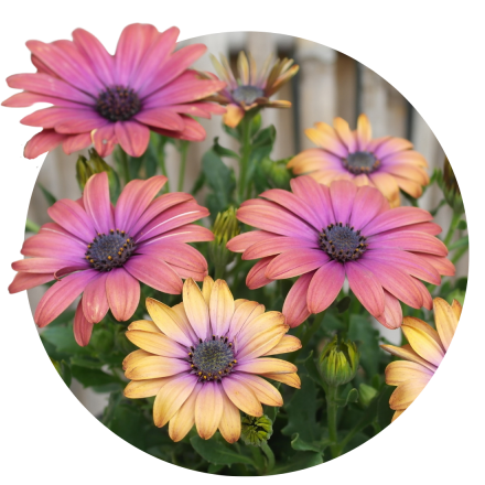 Osteospermum