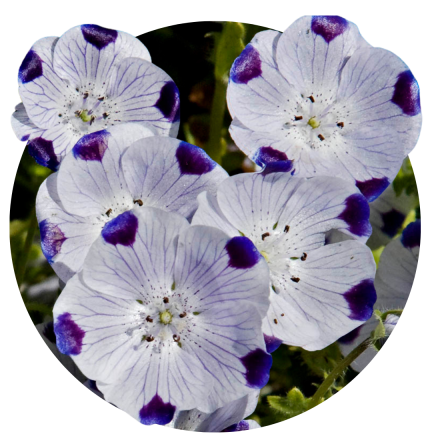 Nemophila