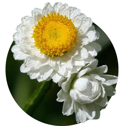 Ammobium