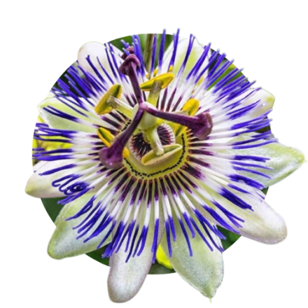 Pasiflora