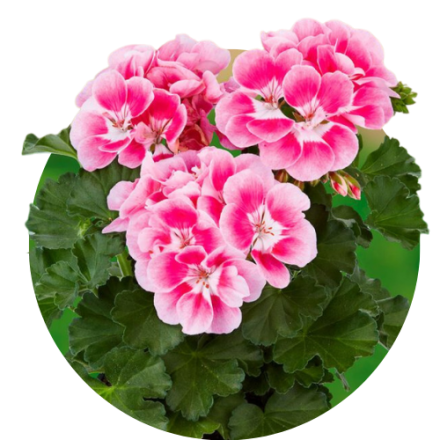 Pelargonia