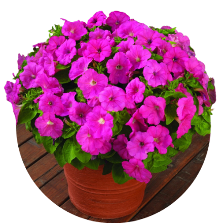 Petunia