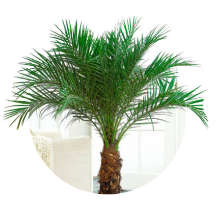 Plante exotice