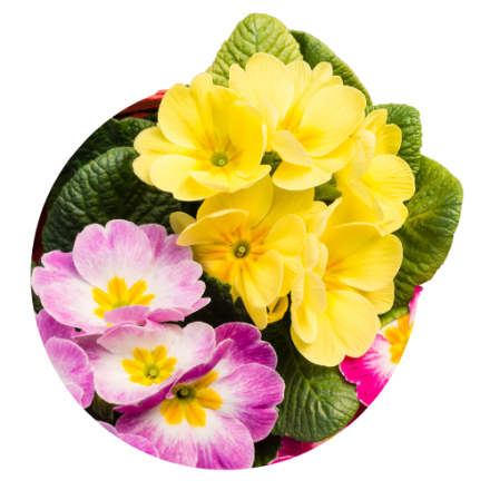 Primula