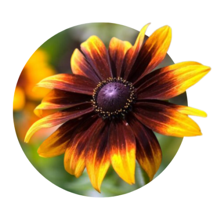 Rudbechia