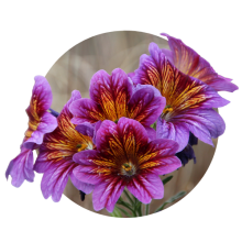 Salipiglosis