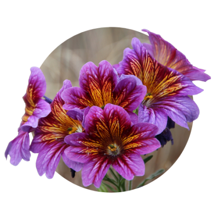 Salipiglosis
