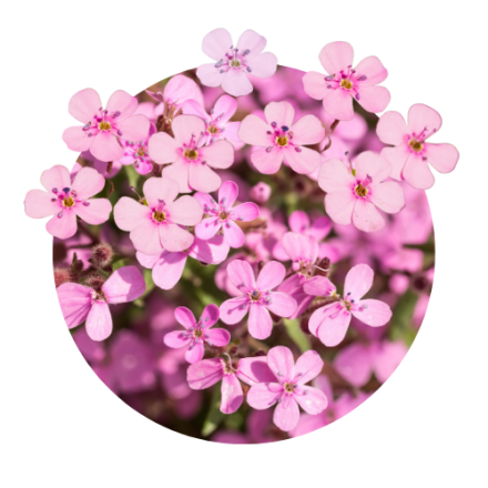 Saponaria