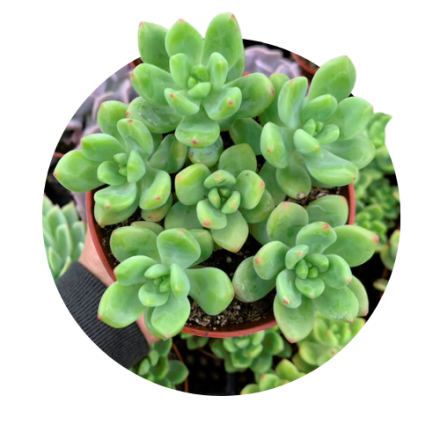 Sedum