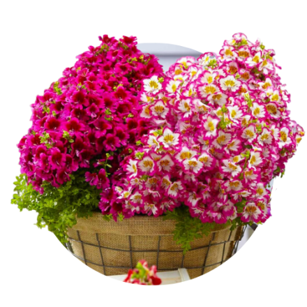 Schizanthus