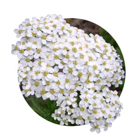 Soricela