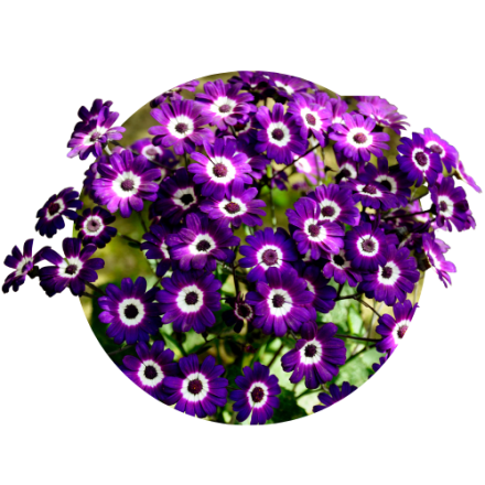 Tineraria