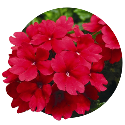 Verbena