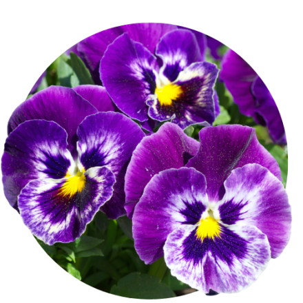 Viola