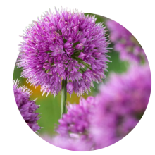 Allium