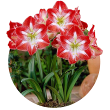 Amaryllis 