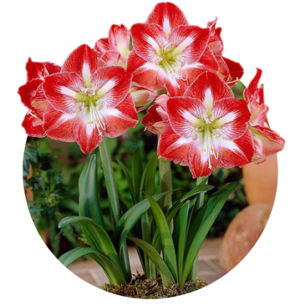 Amaryllis 