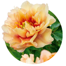 Bujori ITO gibriduri