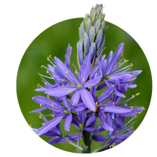 Camassia