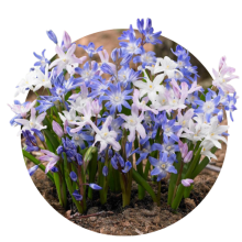 Chionodoxa