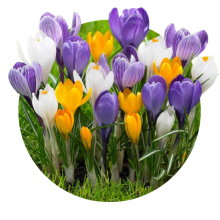 Crocus