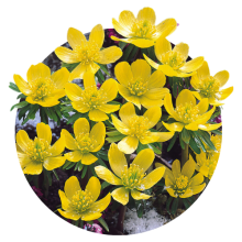 Eranthis