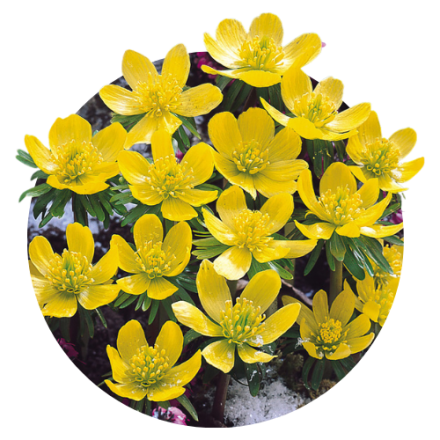 Eranthis