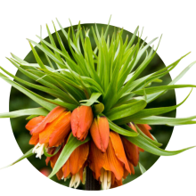 Fritiliaria