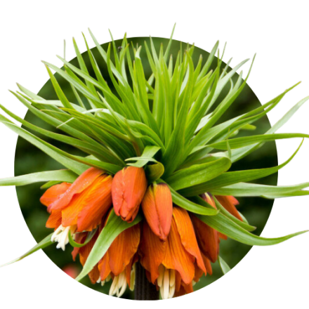 Fritiliaria