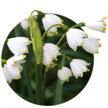 Leucojum