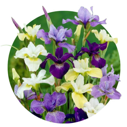 Iris