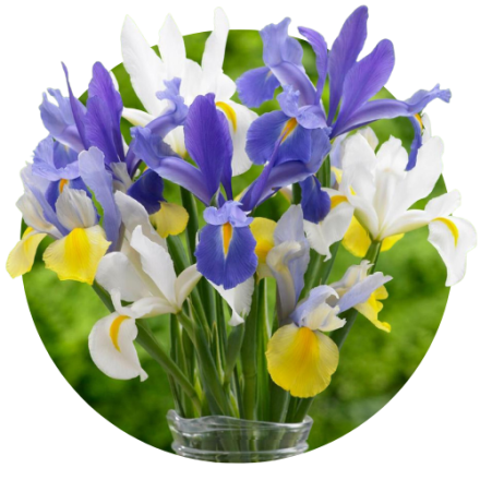 Iris Hollandica