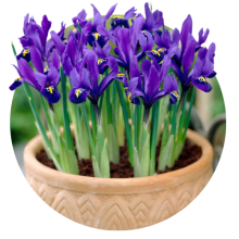 Iris reticulata