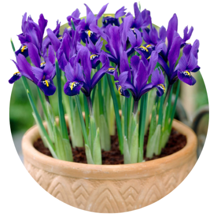 Iris reticulata