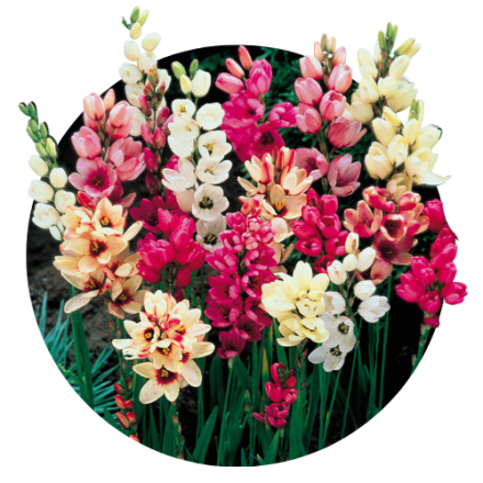 Ixia