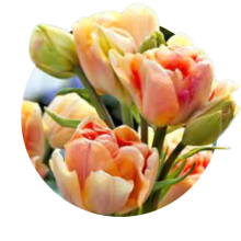 Lalele duble multiflora (cu multe flori pe o creanga)